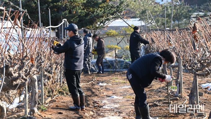 화성도시공사 임직원, 폭설 피해 포도농가 복구 봉사활동 성료